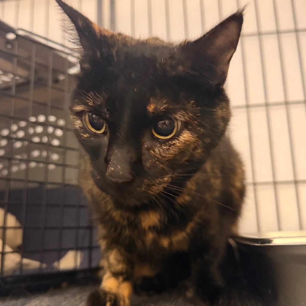 Enlarge Dottie, a Adoptable Domestic Short Hair in Sand Springs, OK image 2/5