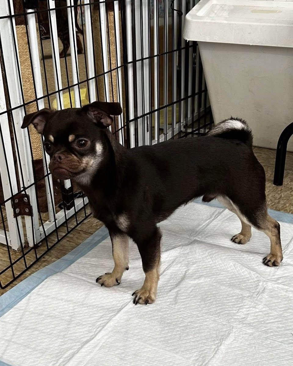 Carmelo, an adopted mixed breed in Glendale, NY image 2/4