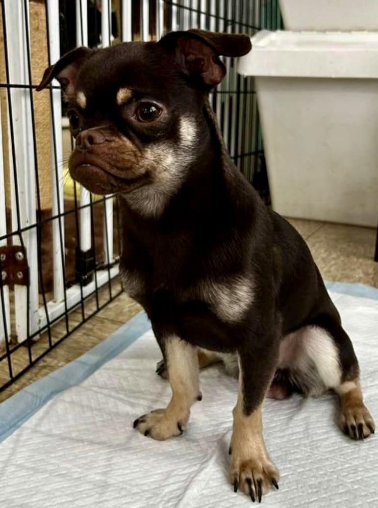 Carmelo, an adopted mixed breed in Glendale, NY image 4/4
