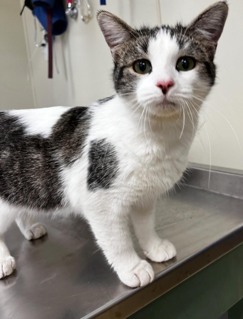 Enlarge Alaska, an adopted Domestic Short Hair in New Castle, IN image 1/1