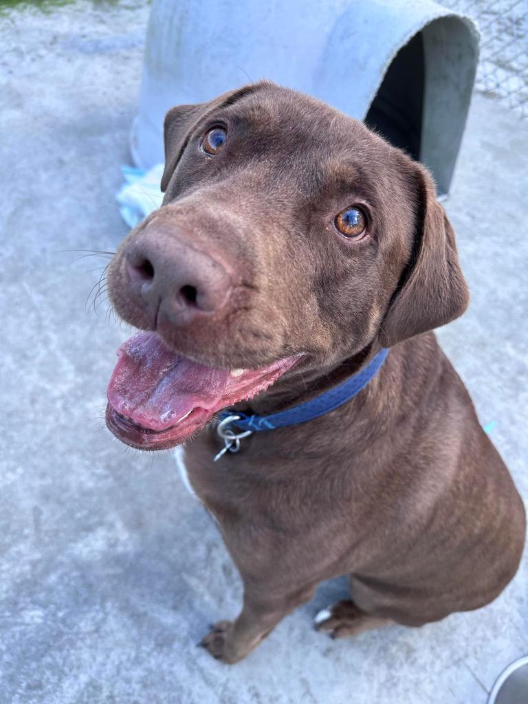 Rocky, Adoptable, Adult Male Labrador Retriever & Labrador Retriever.