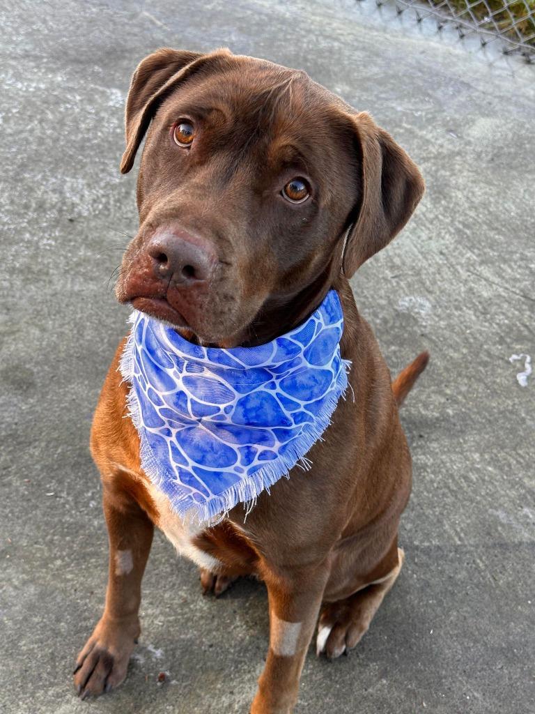 Enlarge Rocky, a Adoptable mixed breed in Kodiak, AK image 2/6