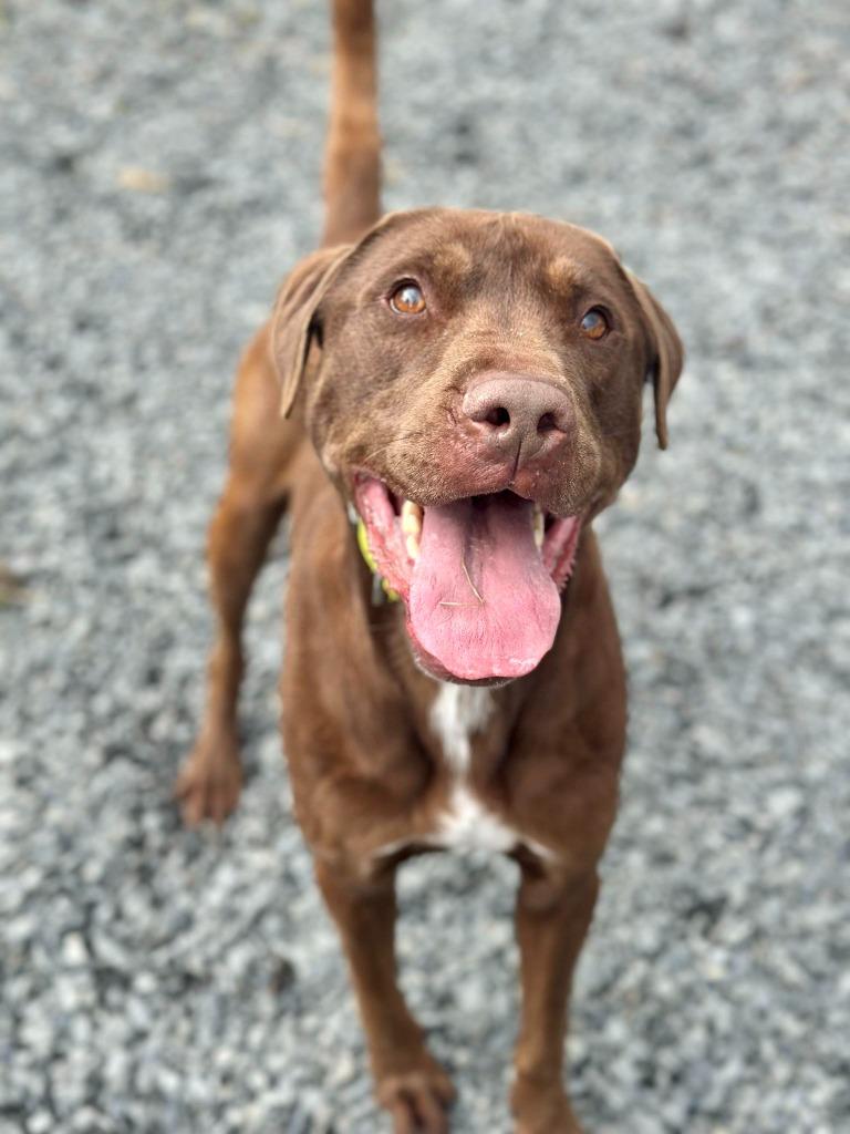 Enlarge Rocky, a Adoptable mixed breed in Kodiak, AK image 3/6