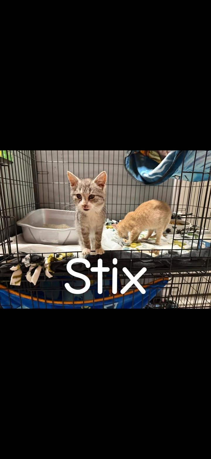 Enlarge Stix, a Adoptable Domestic Short Hair in Winchester, IN image 1/1
