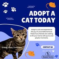 Enlarge Friday, a ADOPTABLE Domestic Short Hair in Lincoln, MI image 1/1