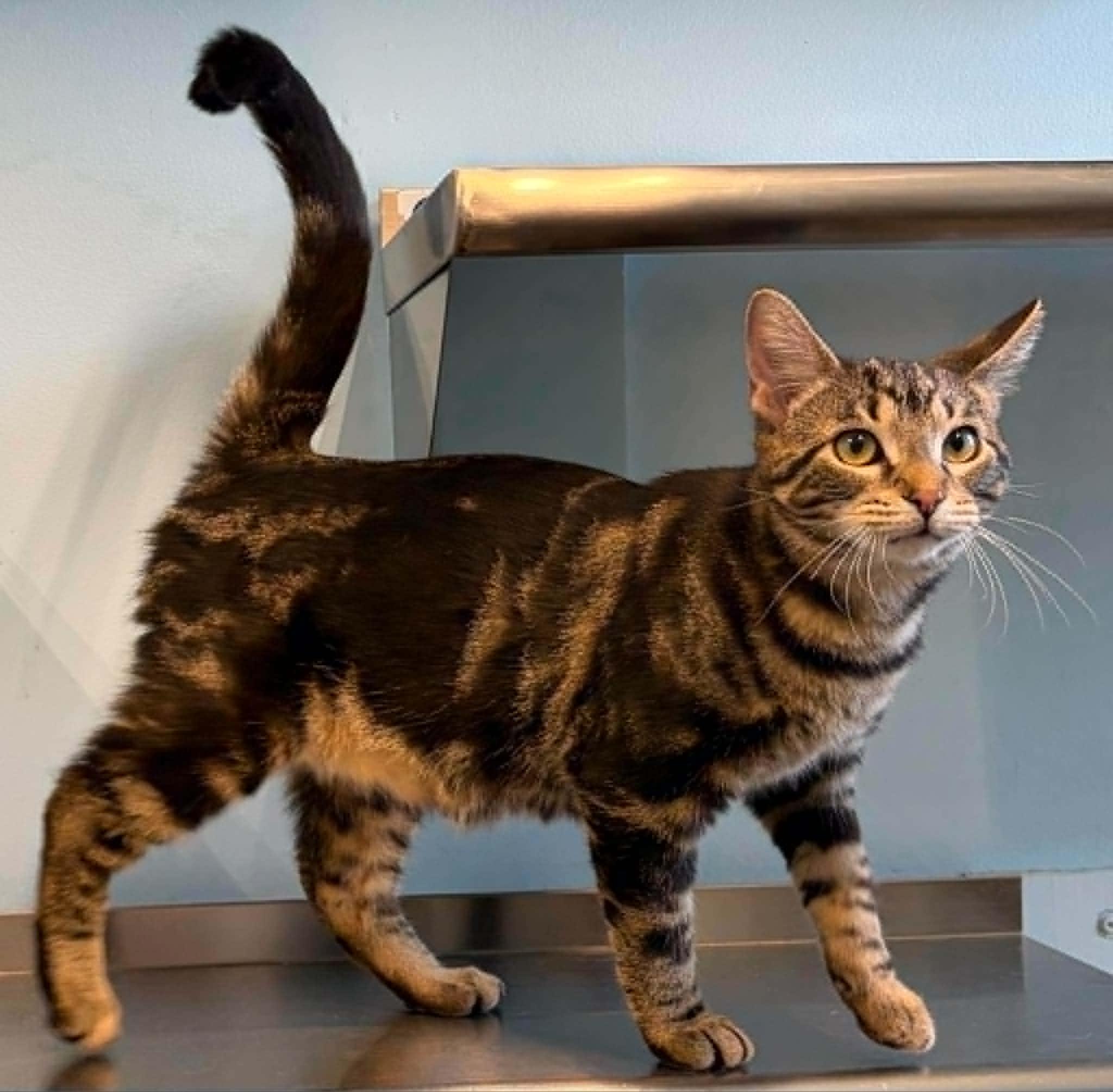 Friday, a ADOPTABLE Domestic Short Hair in Lincoln, MI image 1/2