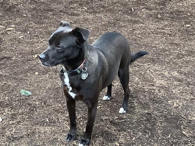 Enlarge Lulu available at Charlie's Little Doghouse, a ADOPTABLE mixed breed in PORTLAND, OR image 2/4