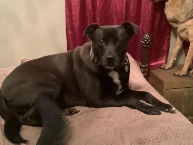 Enlarge Lulu available at Charlie's Little Doghouse, a ADOPTABLE mixed breed in PORTLAND, OR image 3/4