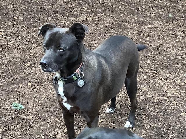 Enlarge Lulu available at Charlie's Little Doghouse, a ADOPTABLE mixed breed in PORTLAND, OR image 4/4