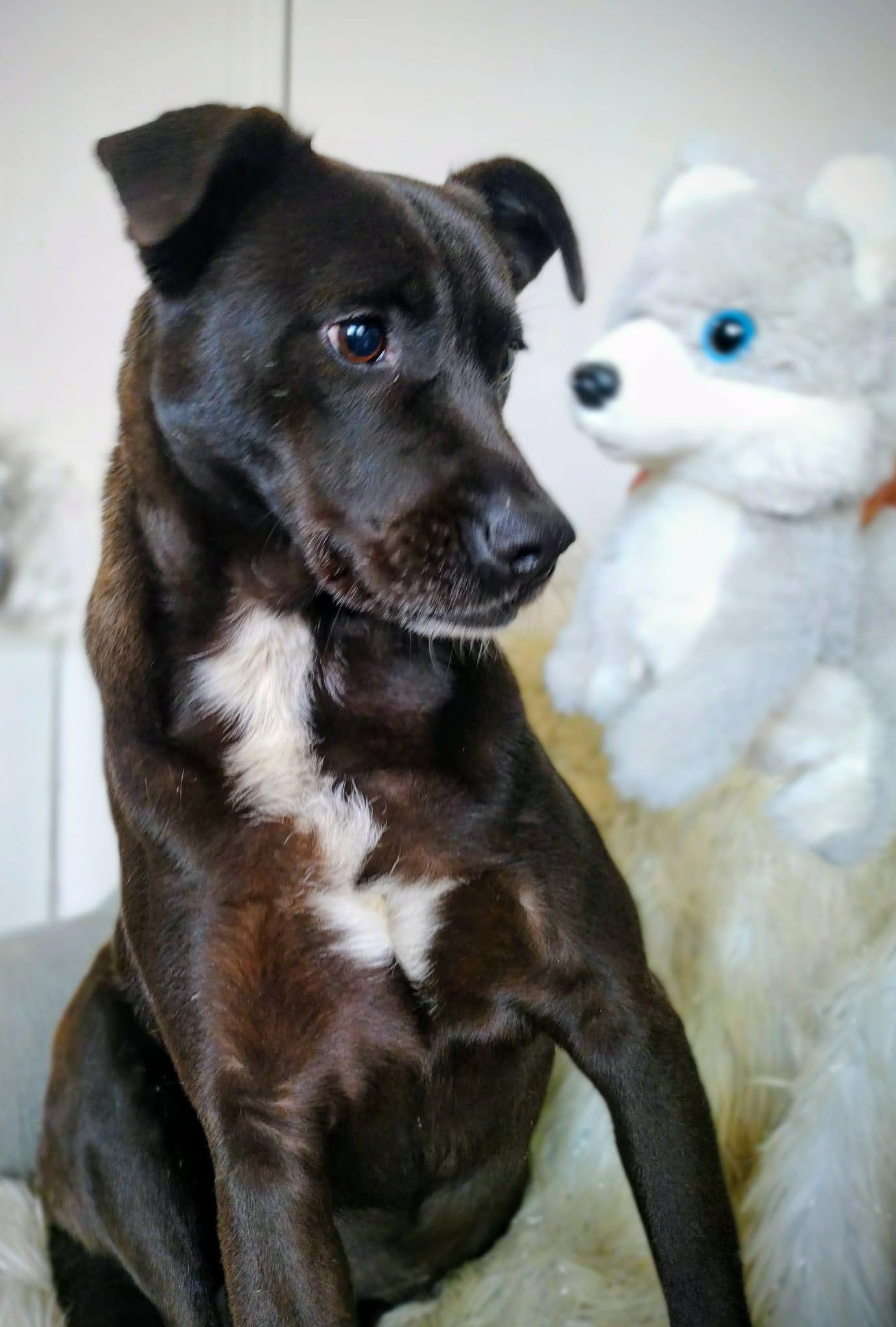Lulu available at Charlie's Little Doghouse, ADOPTABLE, Young Female Black Labrador Retriever & American Staffordshire Terrier.