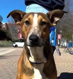 Gwen, Adoptable, Young Female Labrador Retriever & Shepherd.