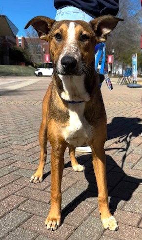 Enlarge Gwen, a Adoptable mixed breed in Carrollton, GA image 2/3