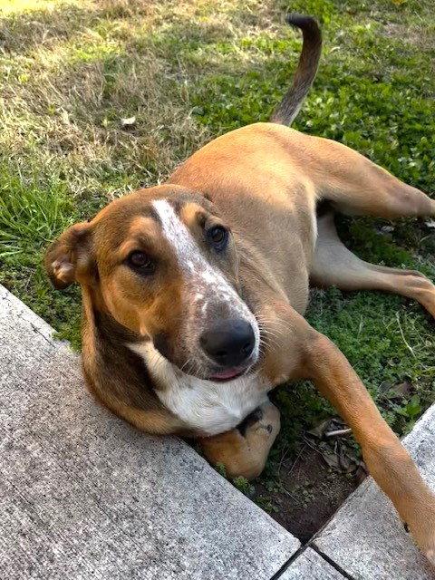 Enlarge Gwen, a Adoptable mixed breed in Carrollton, GA image 3/3