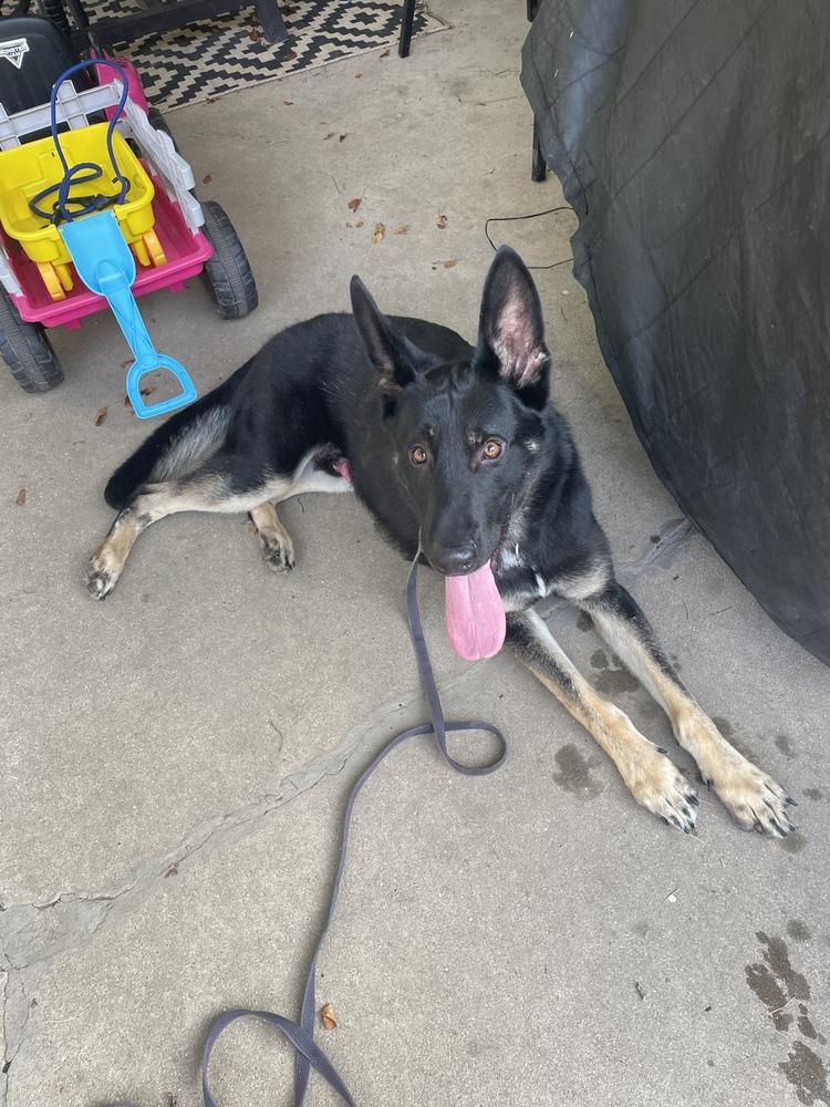 Duke, Adopted, Young Male German Shepherd Dog.