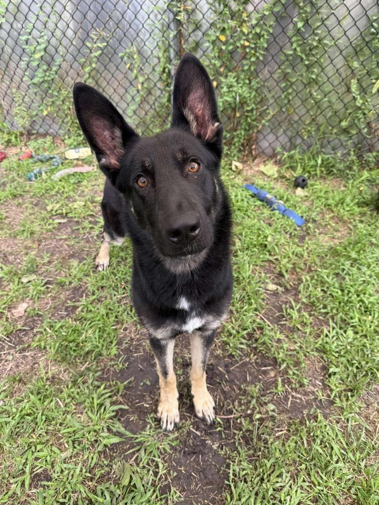 Duke, a Adopted mixed breed in Suamico, WI image 2/3