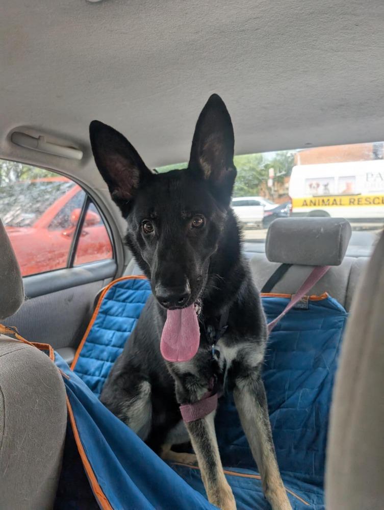 Duke, a Adopted mixed breed in Suamico, WI image 3/3