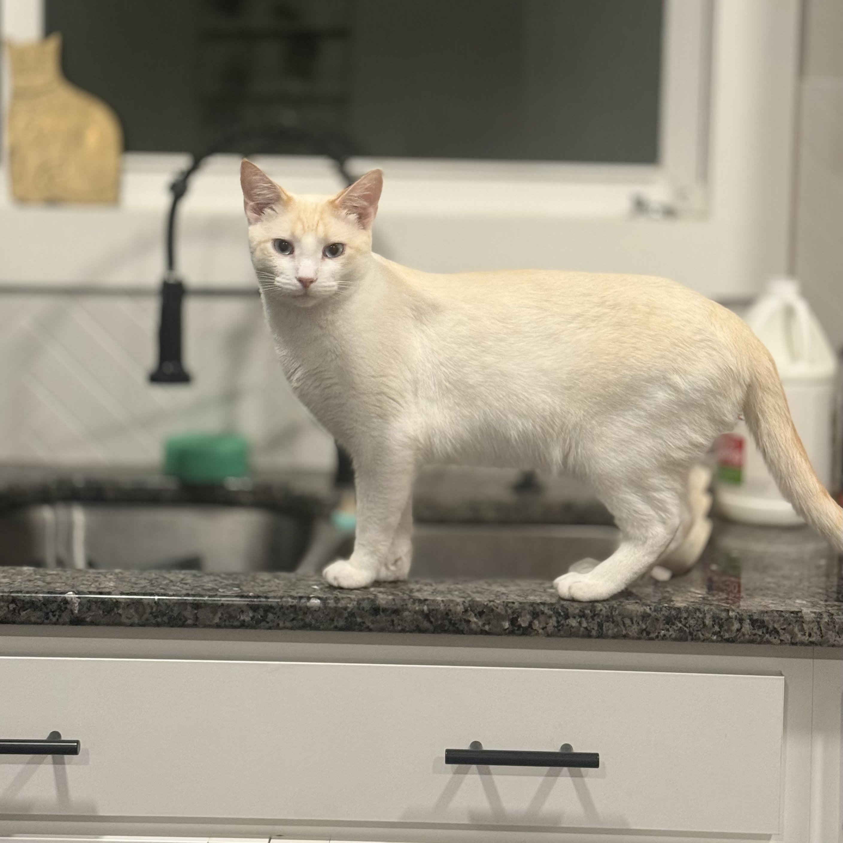 Enlarge Watson, a Adoptable Domestic Short Hair in Sweetwater, TN image 4/4