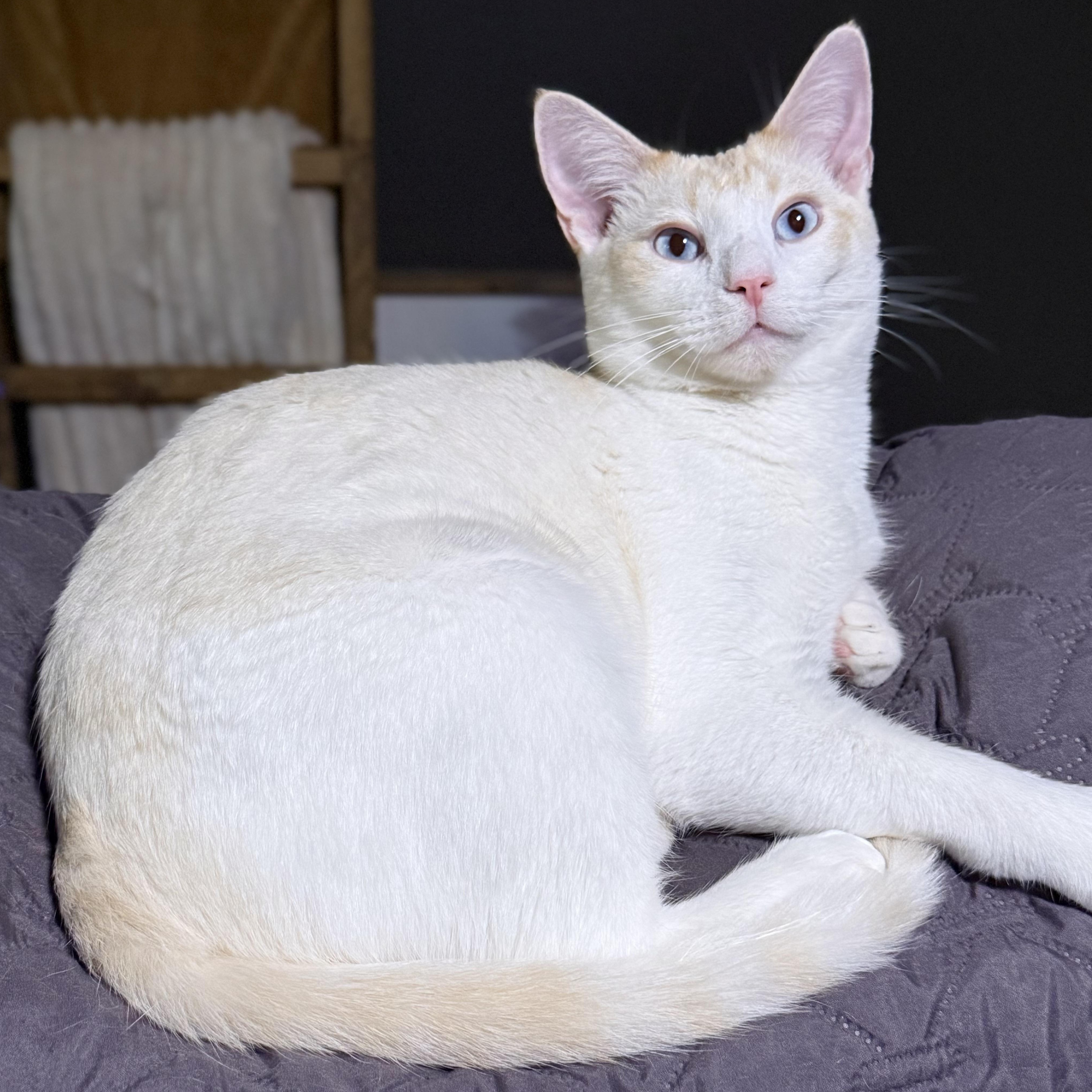 Watson, Adoptable, Young Male Domestic Short Hair.