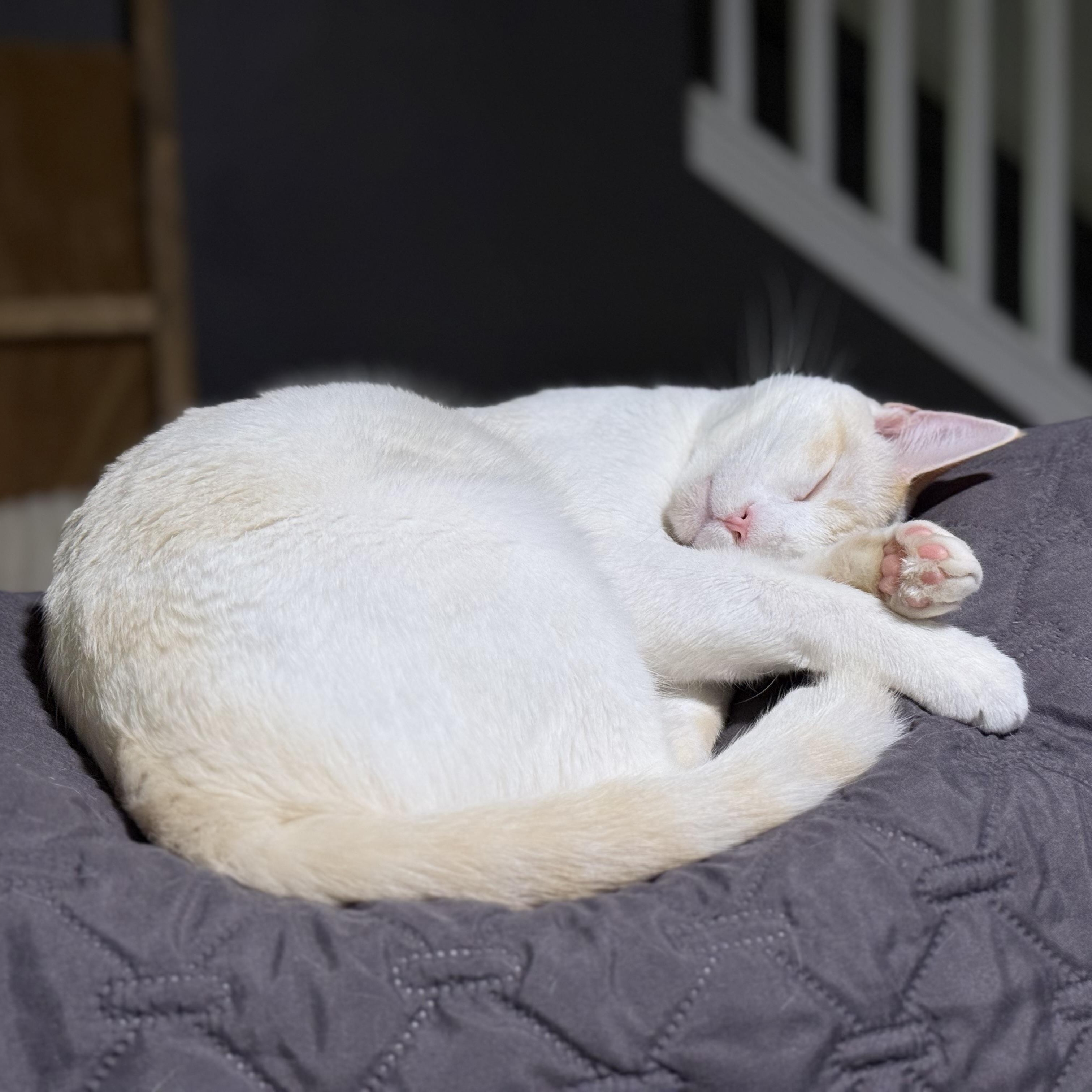 Enlarge Watson, a Adoptable Domestic Short Hair in Sweetwater, TN image 3/4