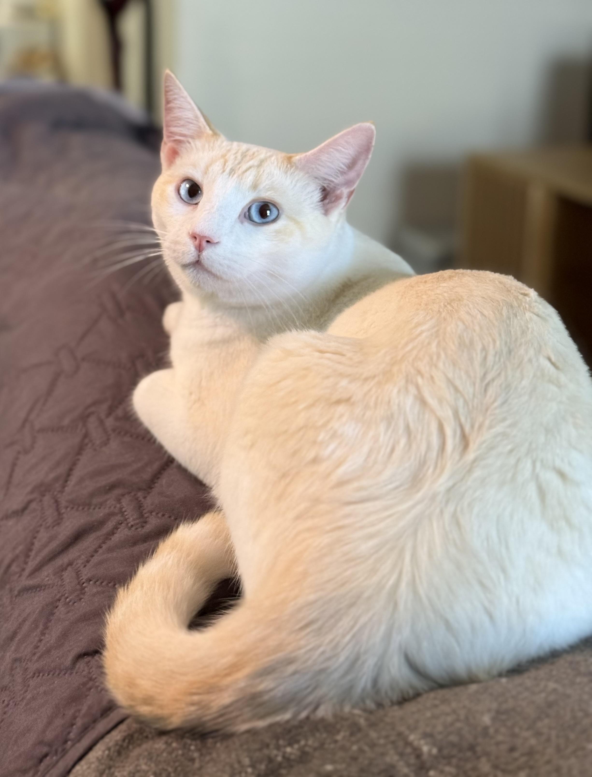 Enlarge Watson, a Adoptable Domestic Short Hair in Sweetwater, TN image 2/4