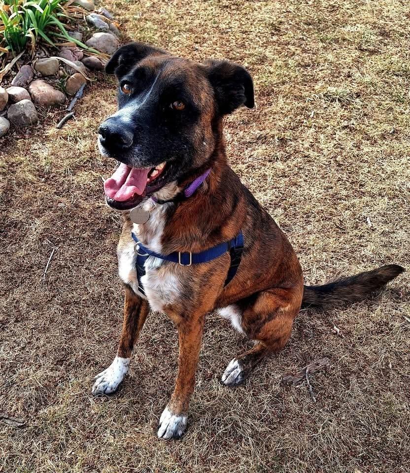 Enlarge Georgia, a Adoptable mixed breed in Denver, CO image 2/3