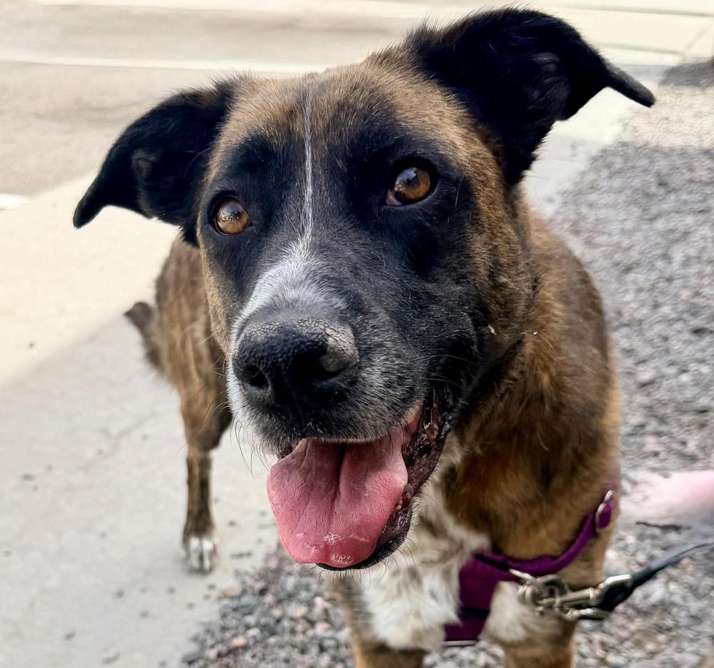 Enlarge Georgia, a Adoptable mixed breed in Denver, CO image 3/5