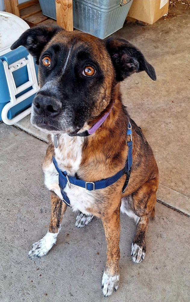 Enlarge Georgia, a Adoptable mixed breed in Denver, CO image 3/3