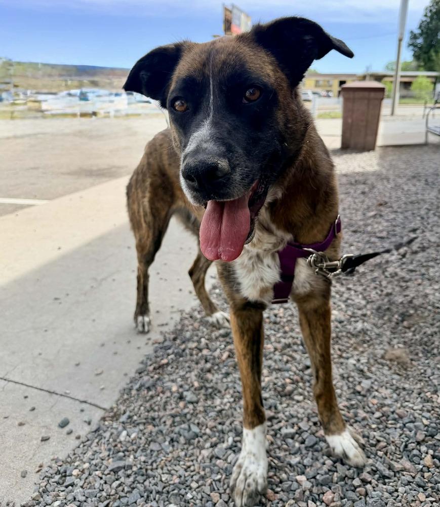 Enlarge Georgia, a Adoptable mixed breed in Denver, CO image 5/5