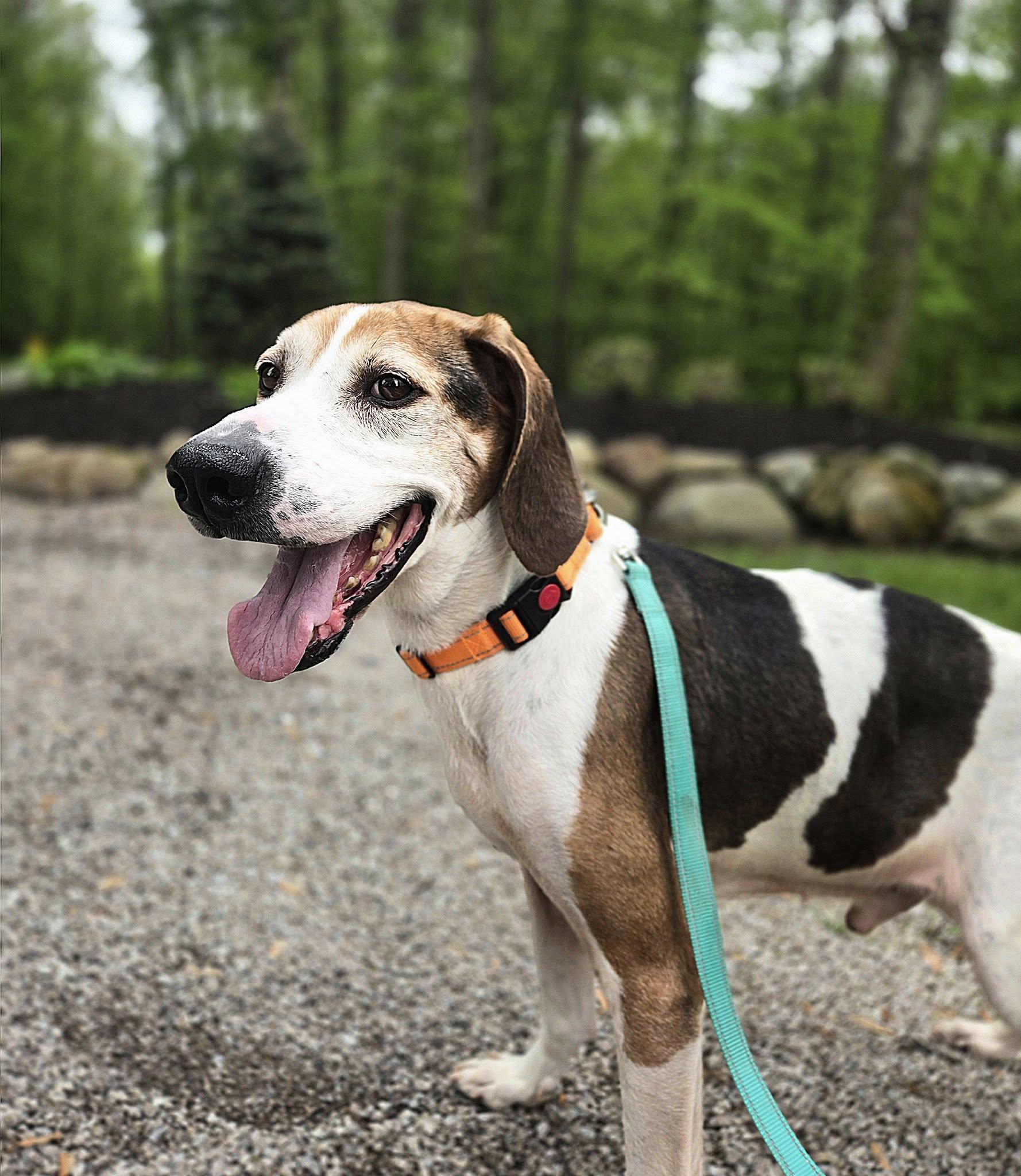 Christopher, Adult Male Treeing Walker Coonhound