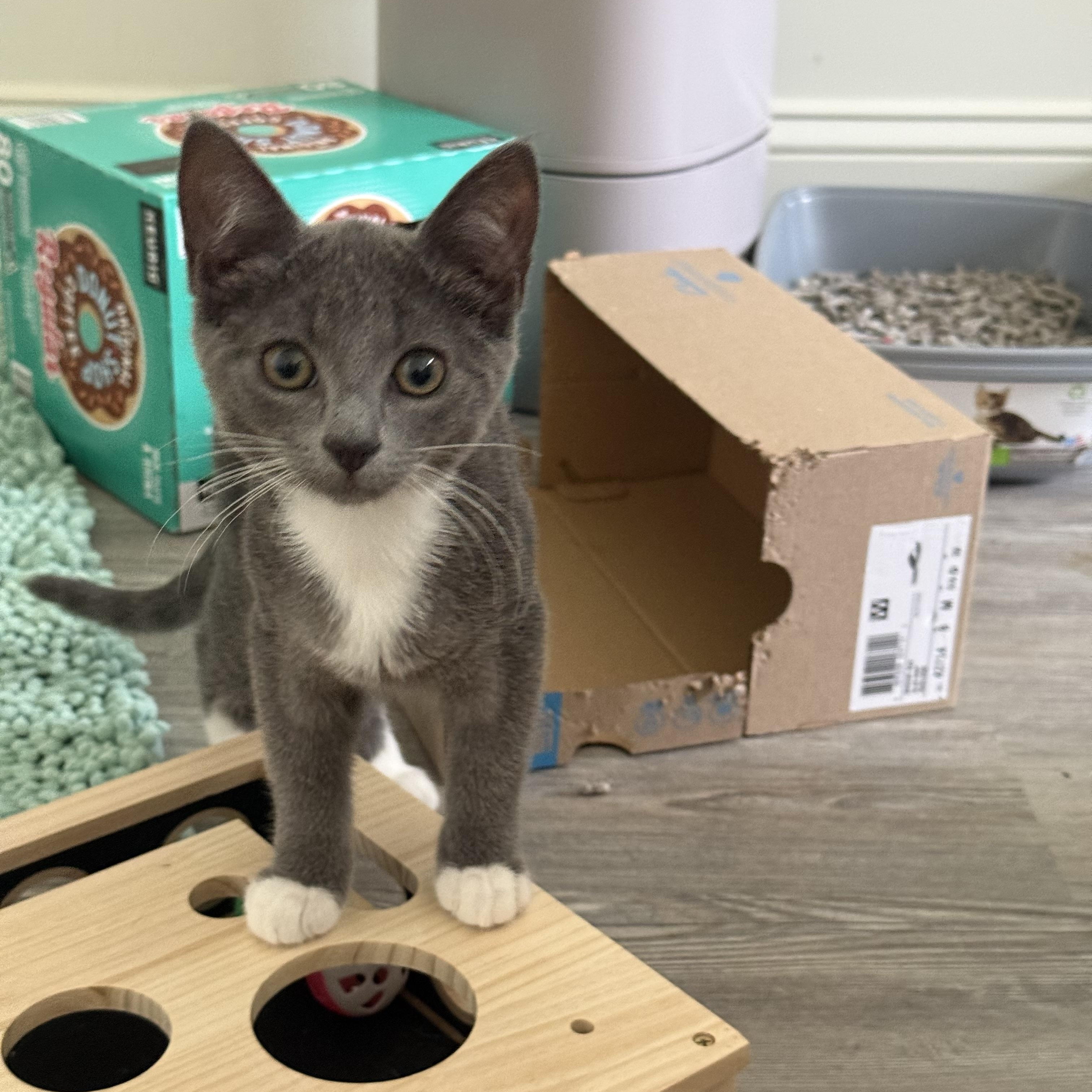 Diamond, adopted, Kitten Female Domestic Short Hair.
