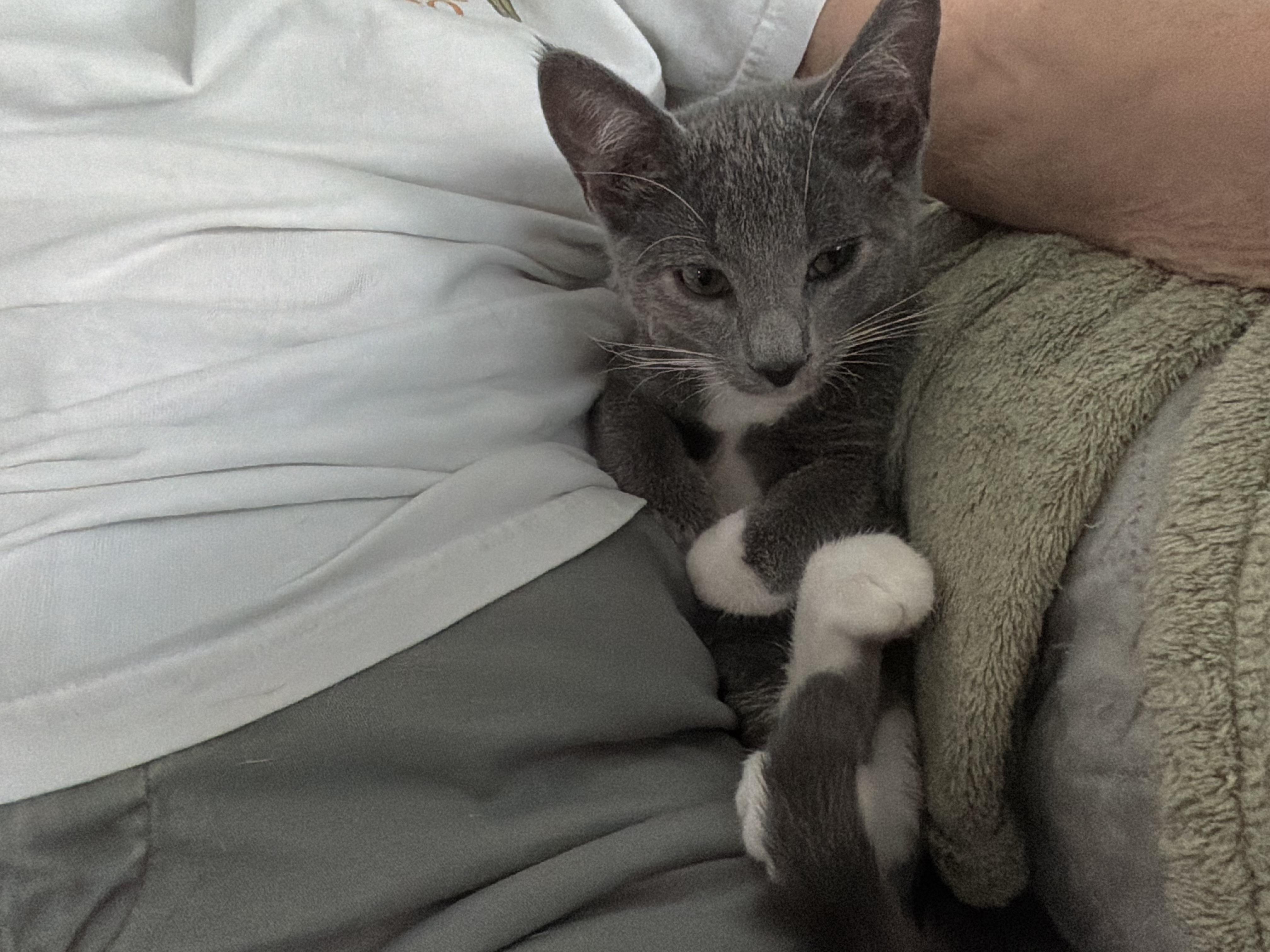Diamond, an adopted Domestic Short Hair in Smyrna, DE image 3/6