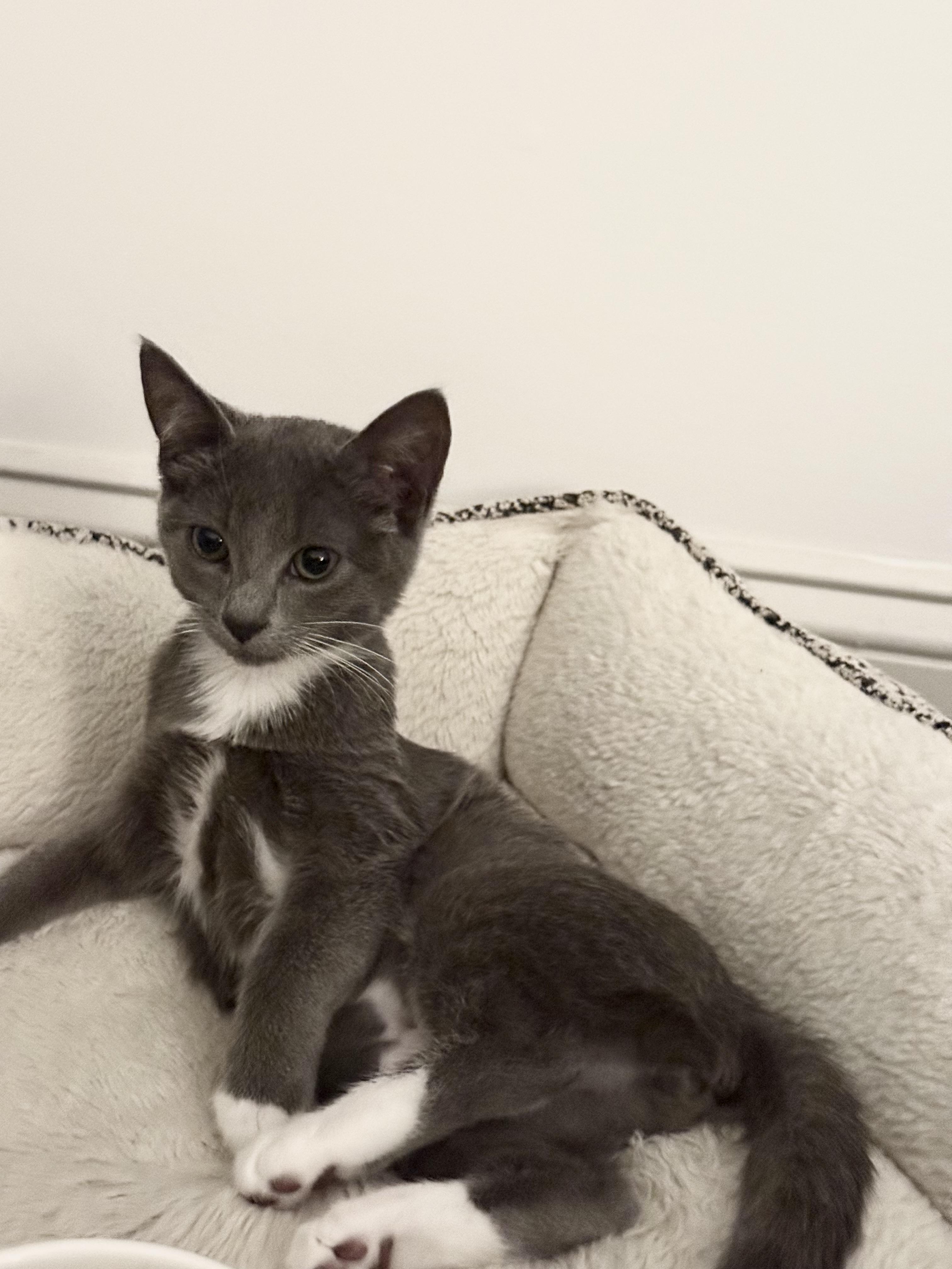 Diamond, an adopted Domestic Short Hair in Smyrna, DE image 2/6