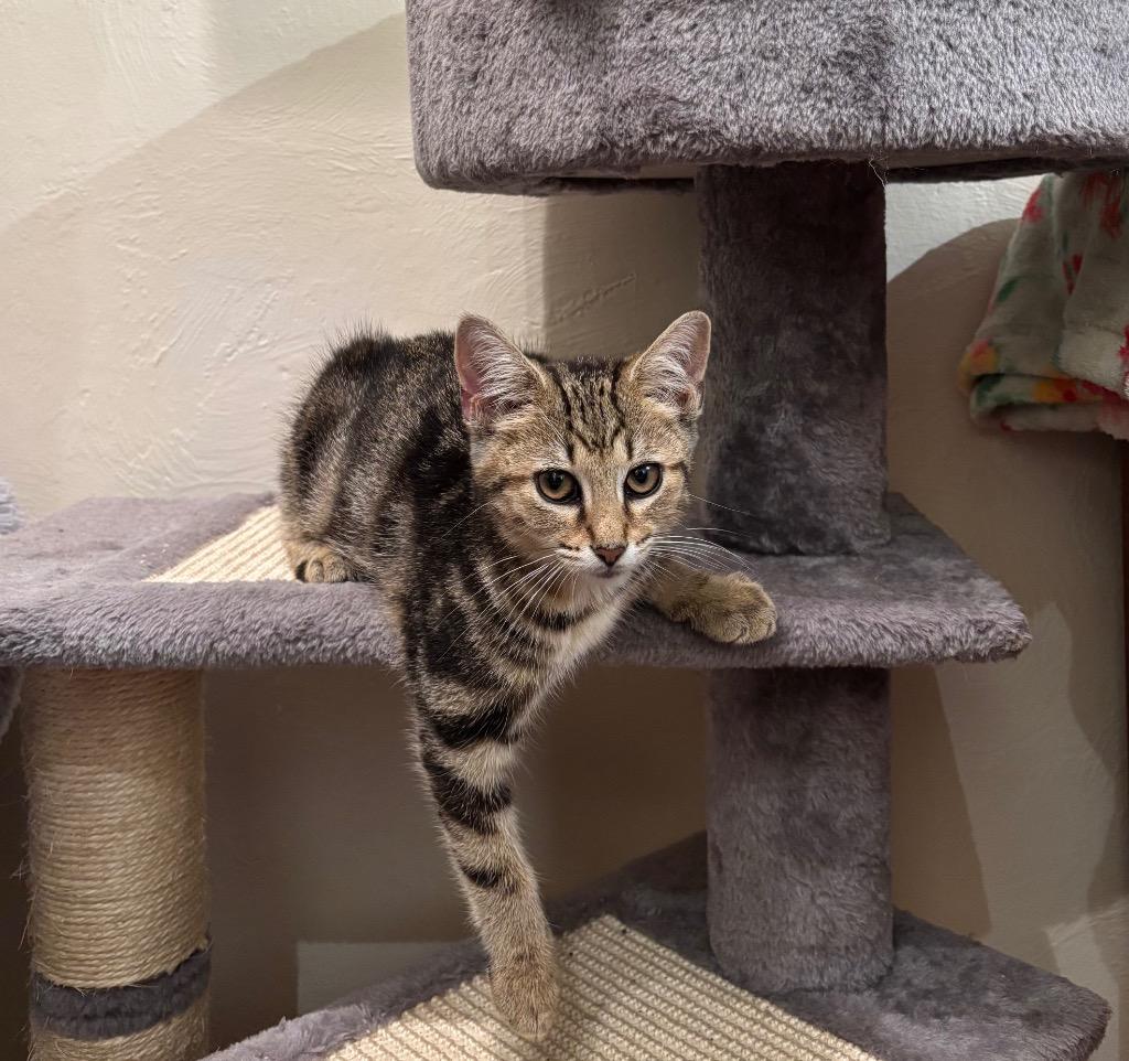 Rebecca Welton, Adoptable, Kitten Male Domestic Medium Hair.