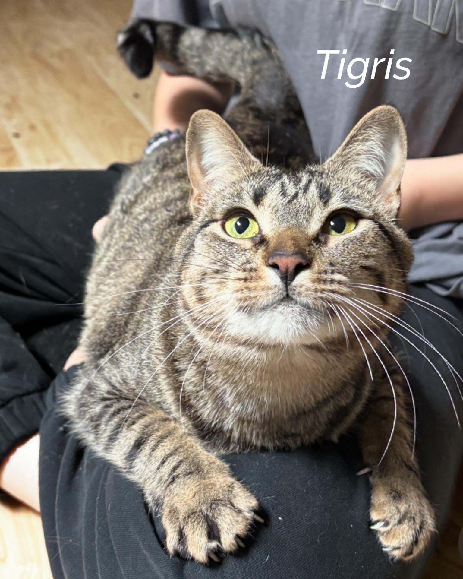 Tigris, Adult Female Tabby