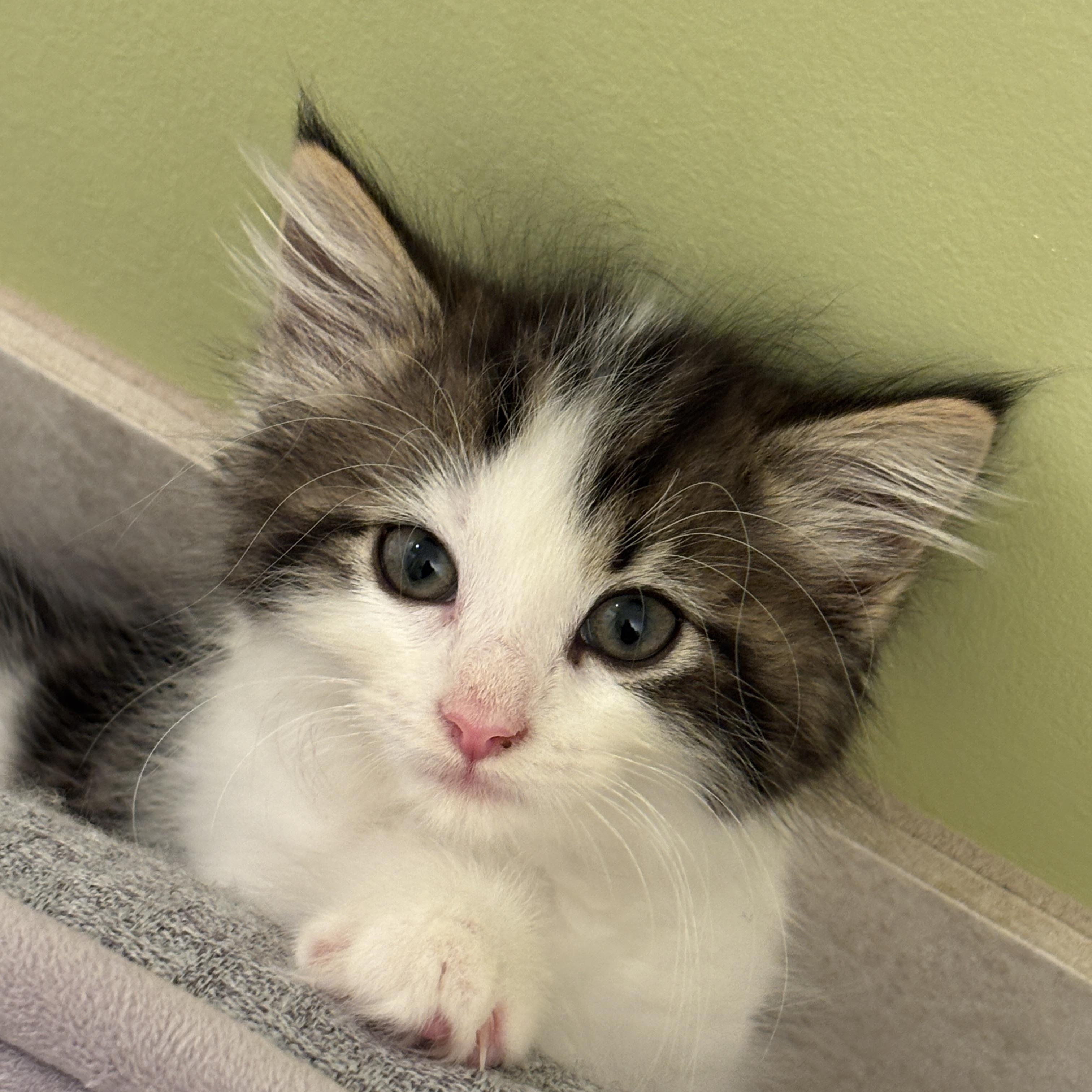 Enlarge Daisy, a Adoptable mixed breed in Rochester Hills, MI image 3/5