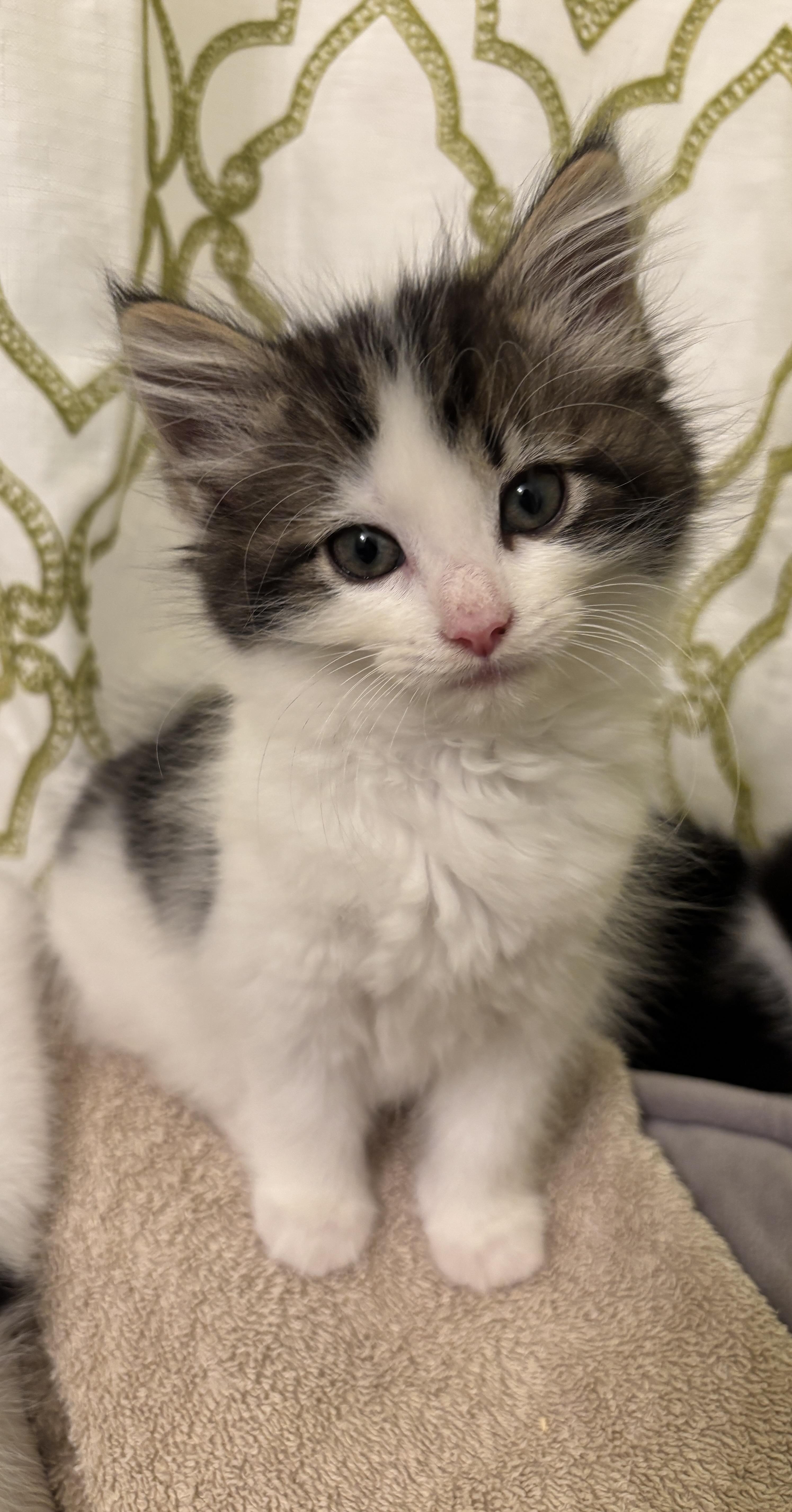 Enlarge Daisy, a Adoptable mixed breed in Rochester Hills, MI image 4/5