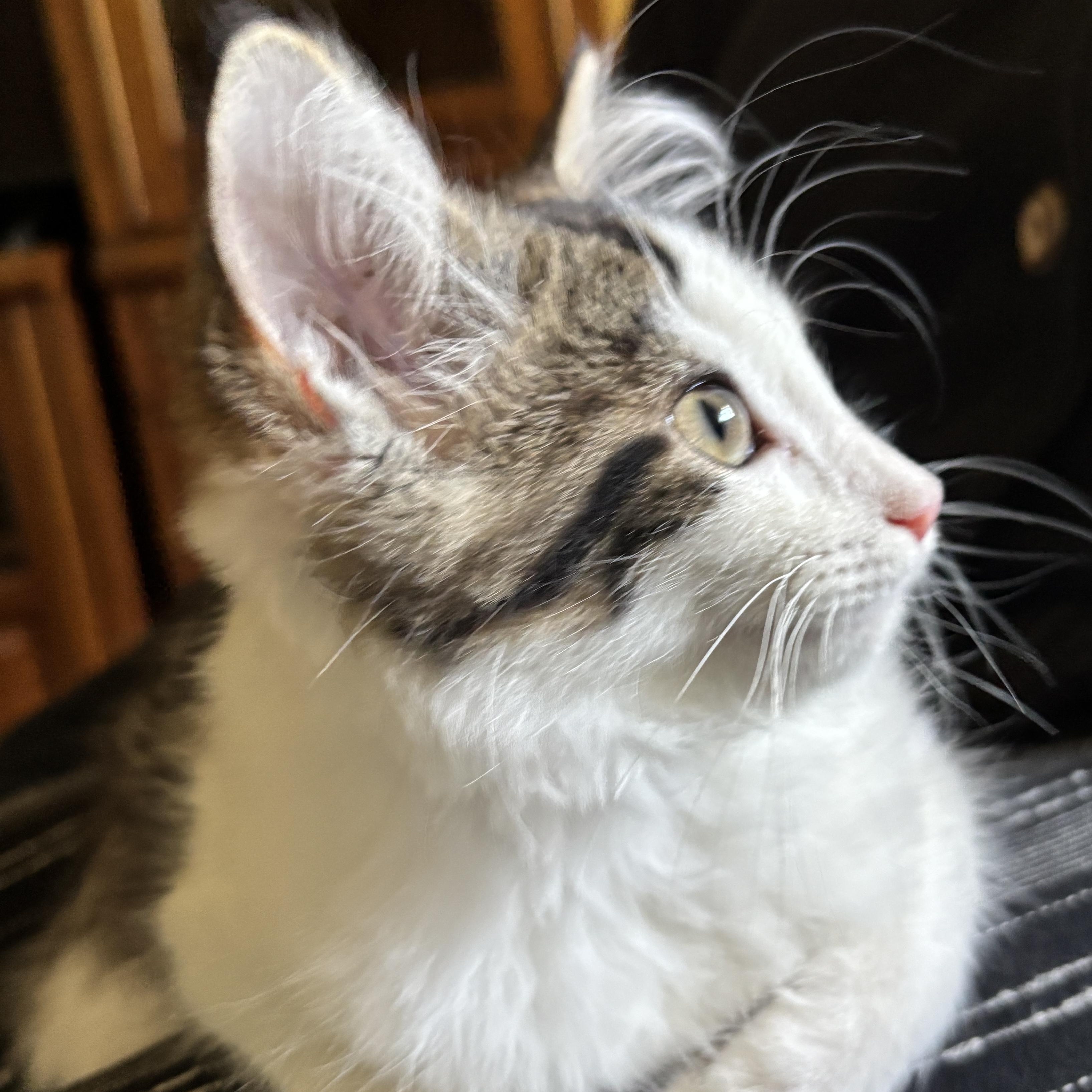 Daisy, Adoptable, Kitten Female Domestic Long Hair & Tabby.