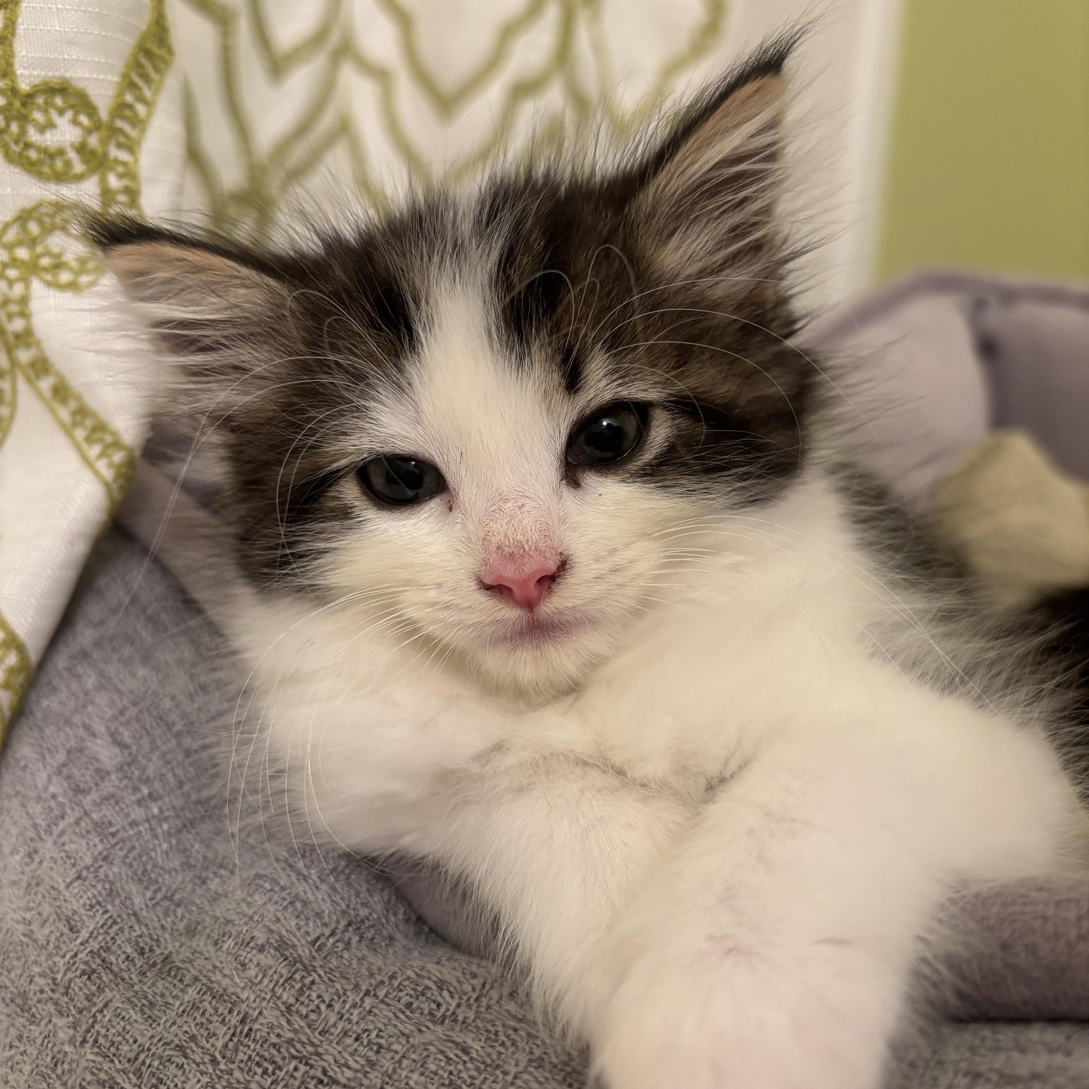 Enlarge Daisy, a Adoptable mixed breed in Rochester Hills, MI image 5/5