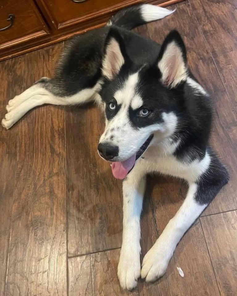 Enlarge Rocky, a ADOPTABLE Husky in Bayport, NY image 2/2