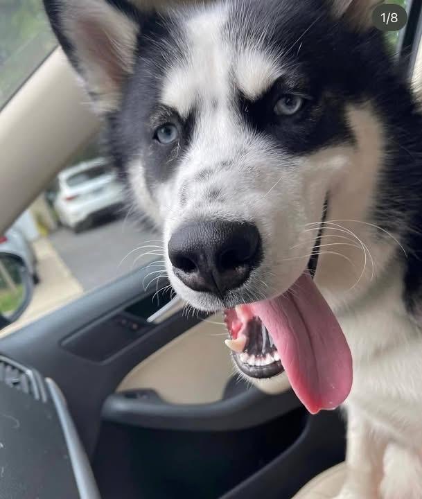Rocky, ADOPTABLE, Young Male Husky.