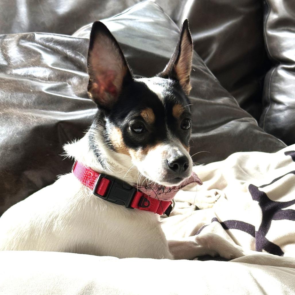 Enlarge Missy, a Adoptable mixed breed in Chantilly, VA image 1/5