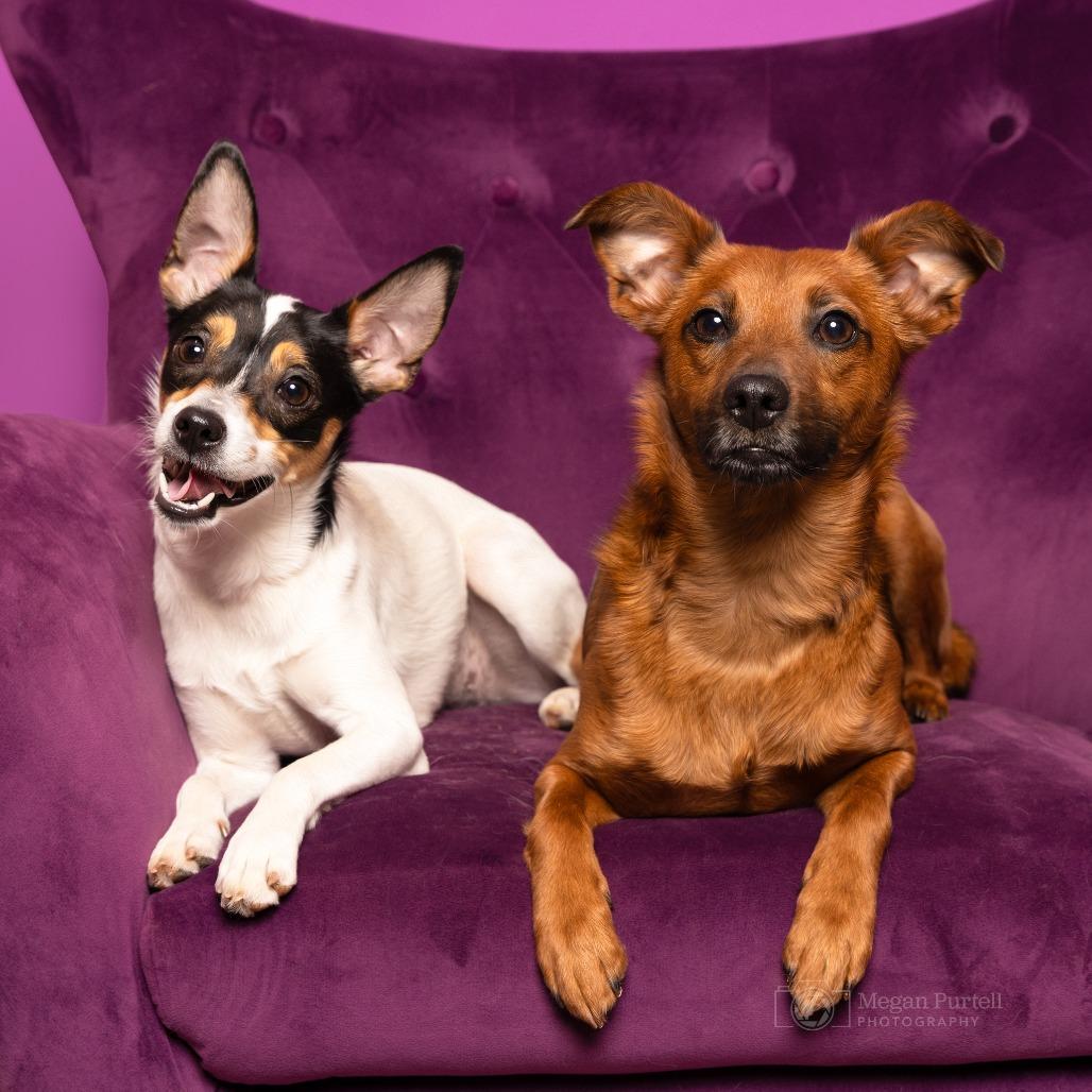 Enlarge Missy, a Adoptable mixed breed in Chantilly, VA image 2/6