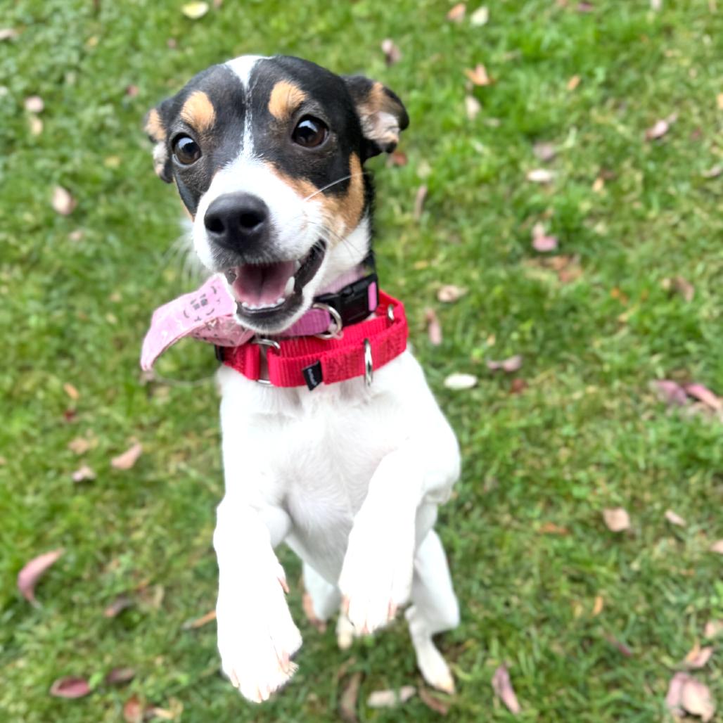 Enlarge Missy, a Adoptable mixed breed in Chantilly, VA image 2/5