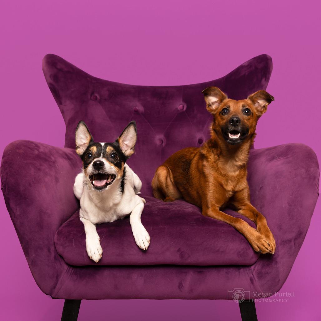 Enlarge Missy, a Adoptable mixed breed in Chantilly, VA image 3/6