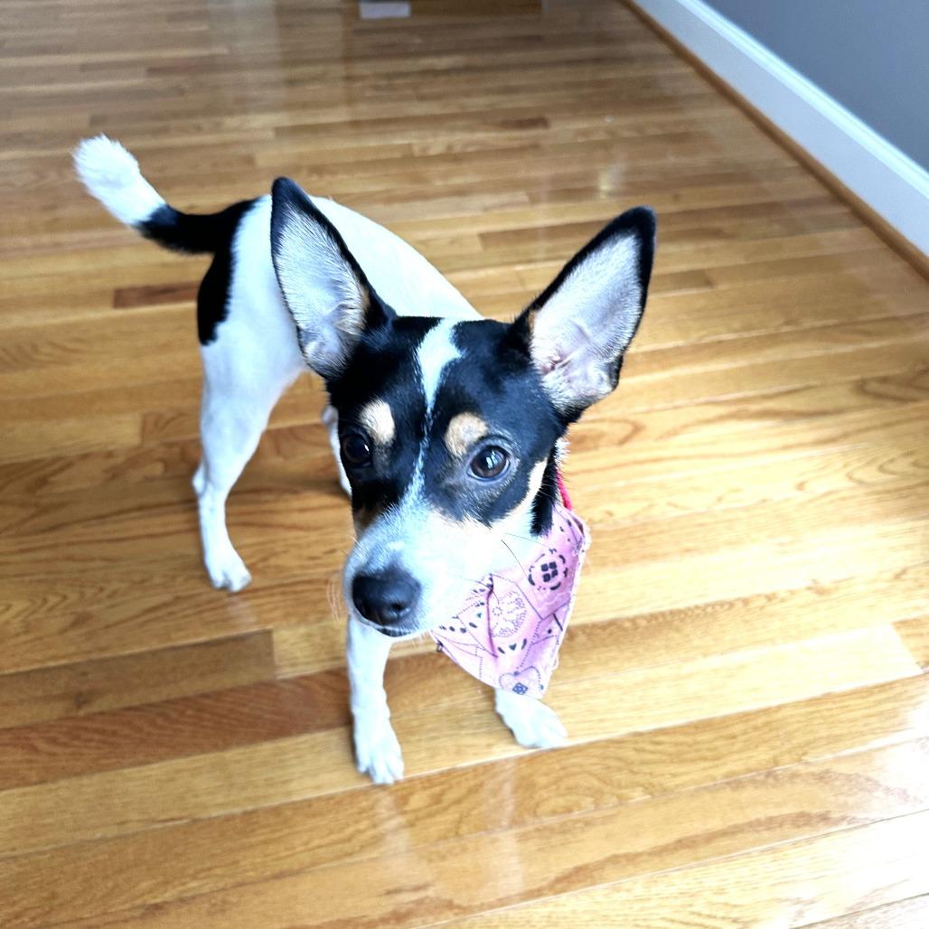 Enlarge Missy, a Adoptable mixed breed in Chantilly, VA image 3/5