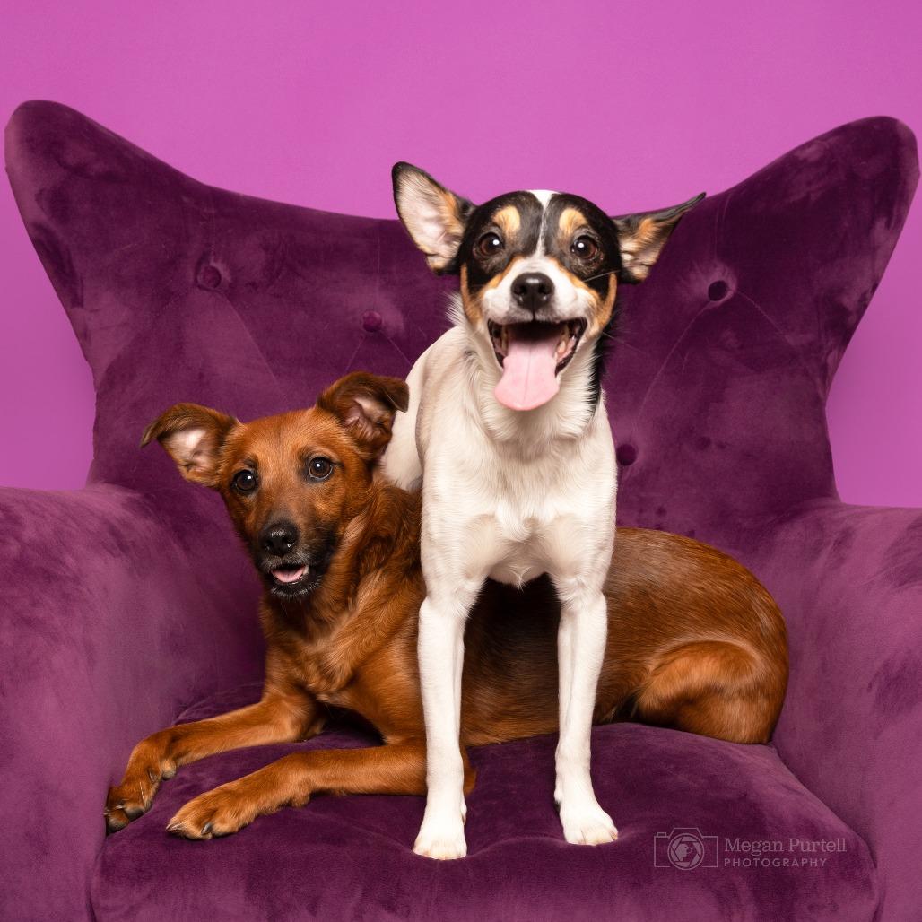 Enlarge Missy, a Adoptable mixed breed in Chantilly, VA image 5/6