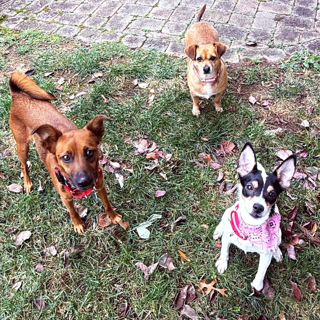 Enlarge Missy, a Adoptable mixed breed in Chantilly, VA image 4/5