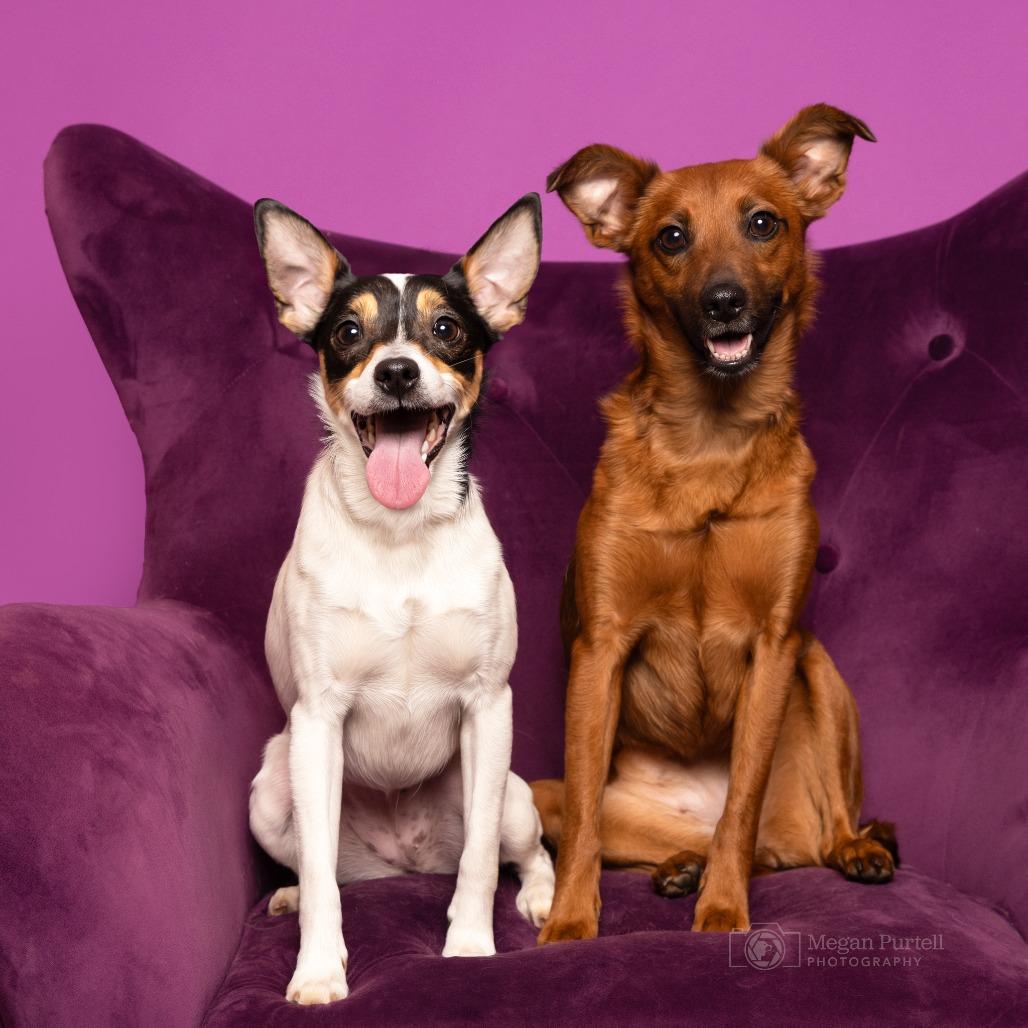 Enlarge Missy, a Adoptable mixed breed in Chantilly, VA image 6/6