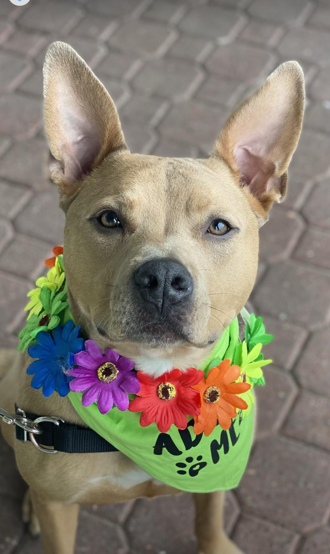Enlarge Stitch, a Adoptable mixed breed in North Haledon, NJ image 1/6