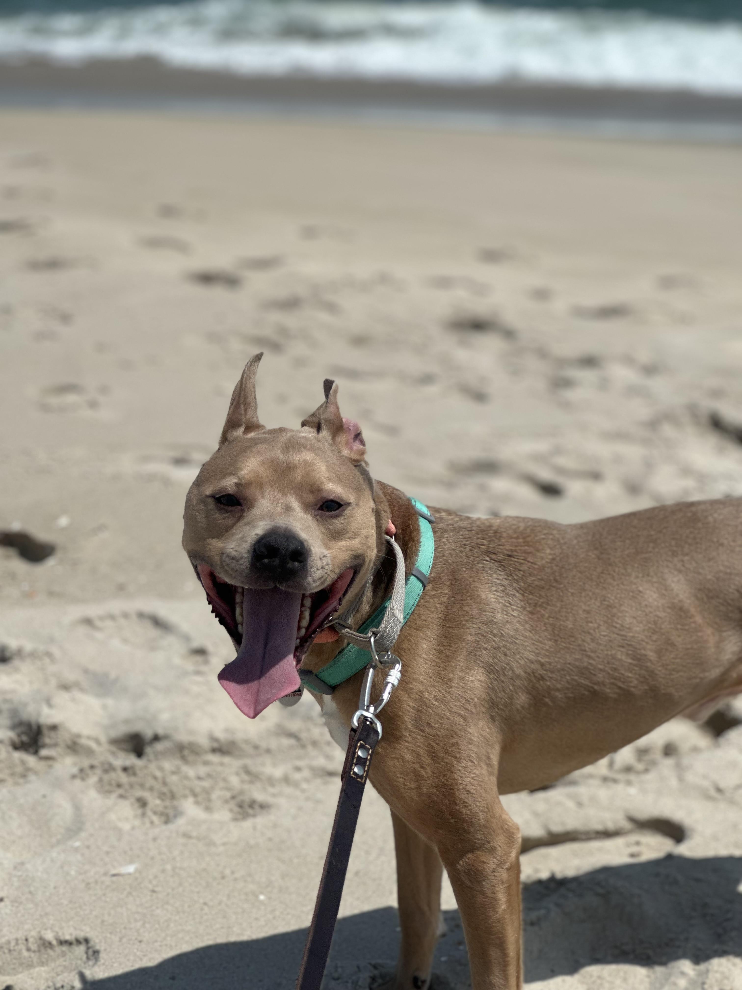 Enlarge Stitch, a Adoptable mixed breed in North Haledon, NJ image 2/6